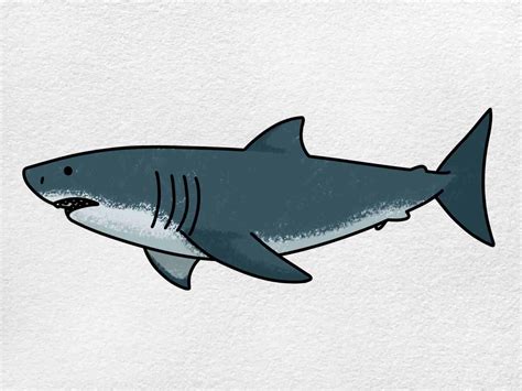 how to draw bull shark in a easy way